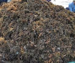 Dried Sargassum Seaweed